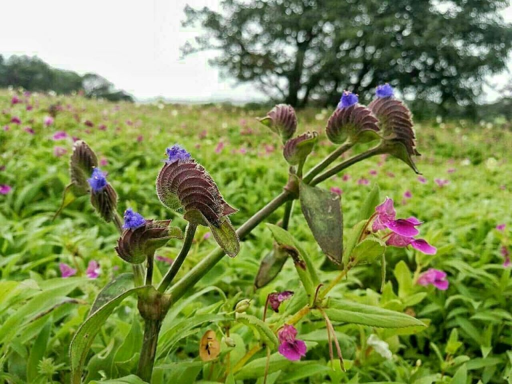 گل پرنده ای - پایگاه اطلاع رسانی آژنگ