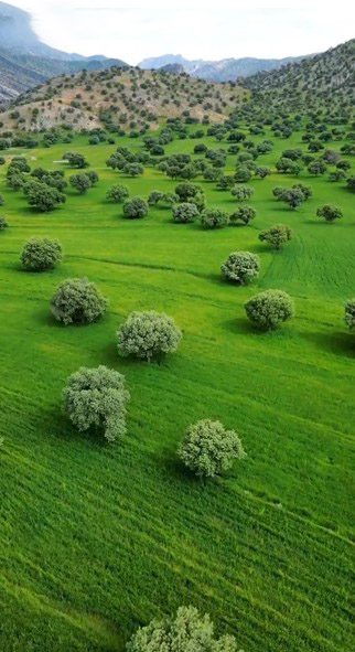 بلوط - پایگاه اطلاع رسانی آژنگ