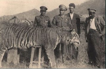 Caspian tiger north iran - پایگاه اطلاع رسانی آژنگ