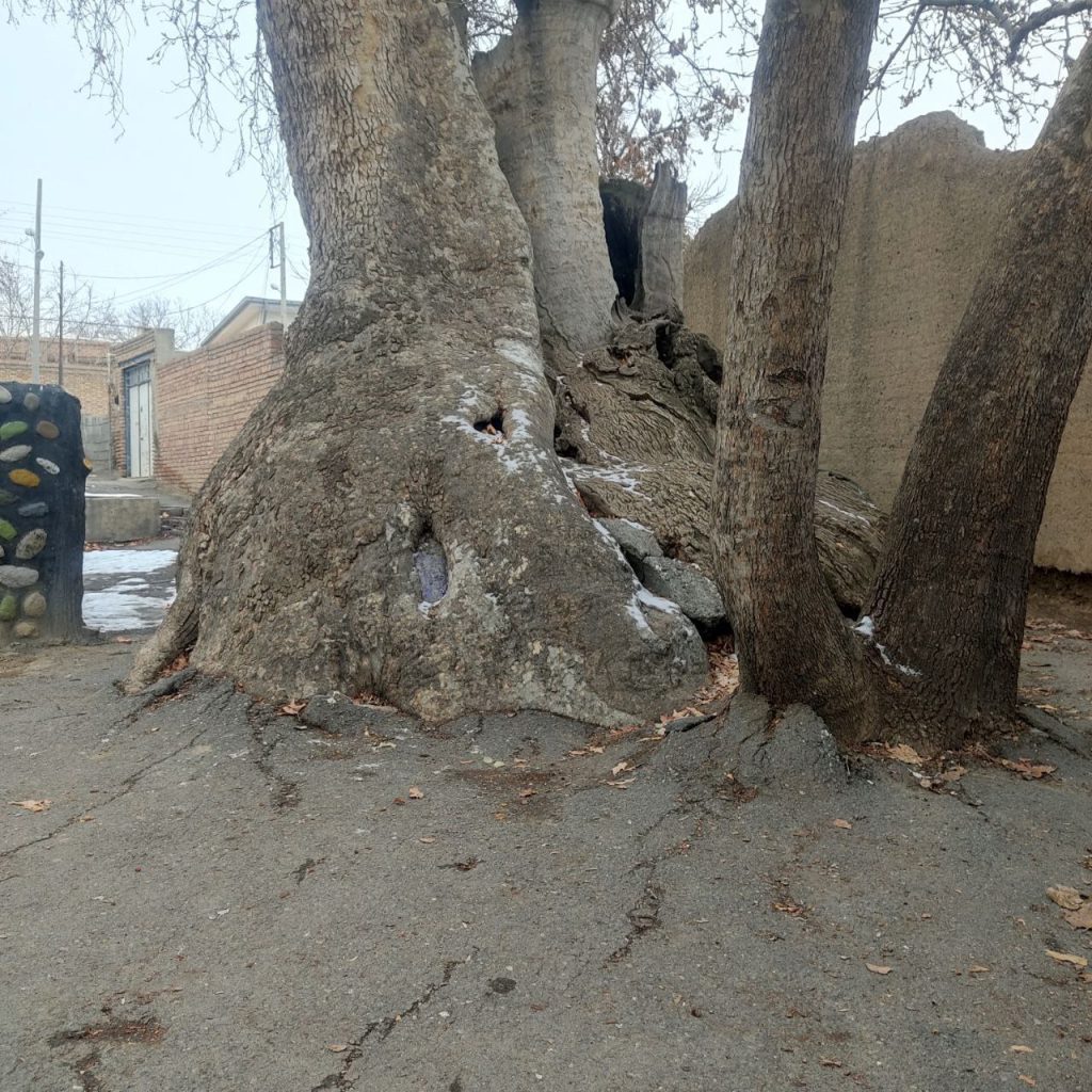 آسفالت چنار تاریخی خامنه - پایگاه اطلاع رسانی آژنگ