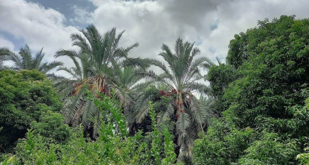 روستای توکل قصر قند۱ 1 - پایگاه اطلاع رسانی آژنگ