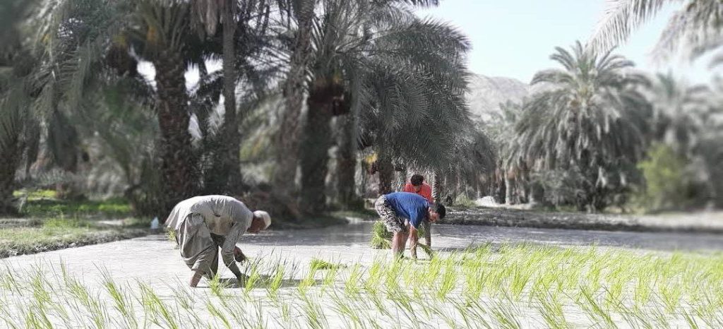 روستای توکل قصر قند۲ - پایگاه اطلاع رسانی آژنگ